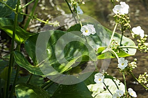 Arrowhead - elephant's ear plant - Sagittaria latifolia - White flowering water plant - hydrophyte - with fresh green leaves