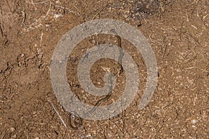 Arrowhead or hammerhead flatworm closeup