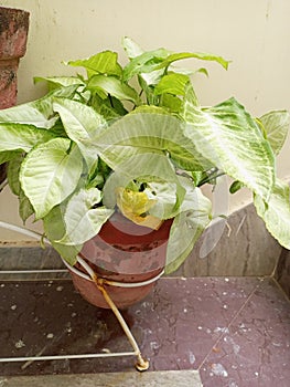 Arrowhead plant is also known as arrowhead vine, arrowhead philodendron, goosefoot, nephthytis, African evergreen