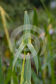 Arrowhead Sagittaria sagittifolia, arrowhead-shaped leaf