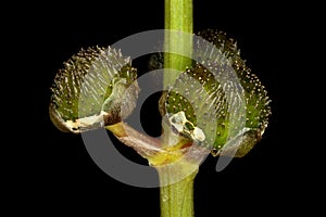 Arrowhead Sagittaria sagittifolia. Female Inflorescence Closeup