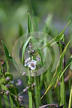 Arrowhead Sagittaria sagittifolia flowering plants