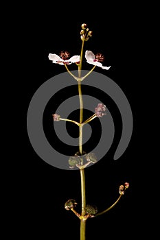 Arrowhead (Sagittaria sagittifolia). Inflorescence Closeup