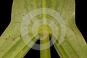 Arrowhead Sagittaria sagittifolia. Leaf Detail Closeup