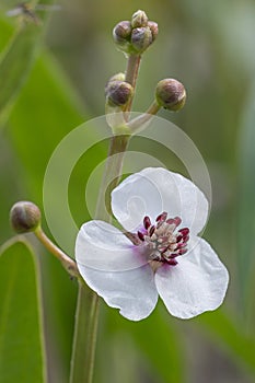 Arrowhead Sagittaria sagittifolia, male flowers