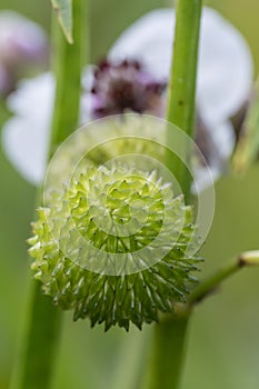 Arrowhead Sagittaria sagittifolia, seed head