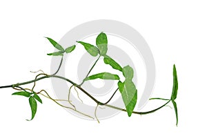 Arrowhead vine Syngonium podophyllum or American evergreen iso photo