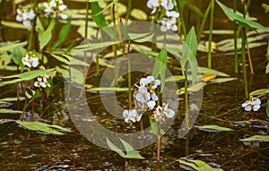 Arrowhead Water Plants Alismataceae