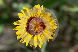 Arrowleaf Balsam Root photo