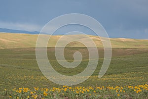 Arrowleaf Balsamroot Balsamorhiza sagittata Meadow Of Yellow Wildflowers photo