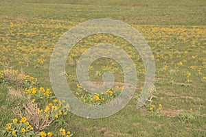 Arrowleaf Balsamroot Balsamorhiza sagittata Meadow Of Yellow Wildflowers photo