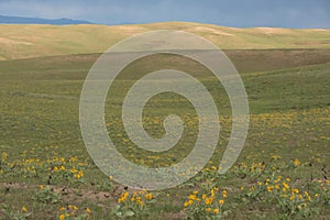 Arrowleaf Balsamroot Balsamorhiza sagittata Meadow Of Yellow Wildflowers photo