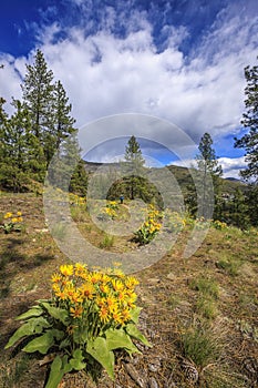 Arrowleaf Balsamroot in flower in southern British Columbia photo