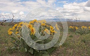 Arrowleaf Balsamroot Balsamorhiza sagittata Plant In Meadow Of Yellow Wildflowers photo