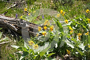 Arrowleaf Balsamroot Balsamorhiza sagittata wild flowers, Yellowstone National Park photo