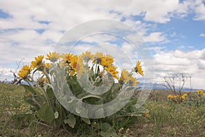 Arrowleaf Balsamroot Balsamorhiza sagittata Yellow Wildflowers photo