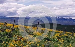 Arrowleaf Balsamroot Blooming in Idaho