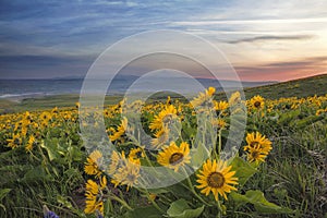 Arrowleaf Balsamroot at Columbia Hills State Park