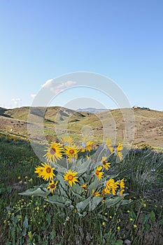 Arrowleaf Balsamroot flowers on Sage Hills Trail in Wenatchee photo