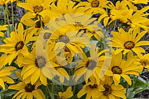 Arrowleaf balsamroot sunflower group photo