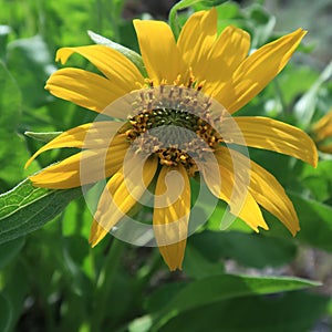 Arrowleaf Balsamroot Wildflowers