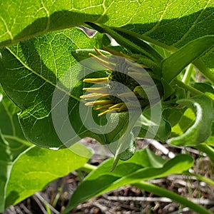 Arrowleaf Balsamroot Wildflowers