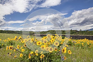 Arrowleaf Balsamroot Wildflowers at Rowena Crest