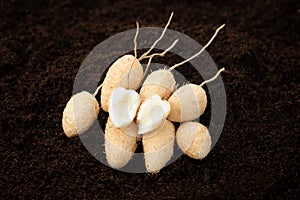 Arrowroot Topi tambo leren marantaceae calathea allouia roots