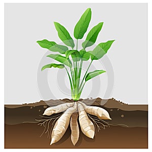 Arrowroot tuber plant photo
