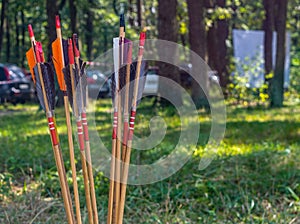 Arrows for a bow on a background of green forest