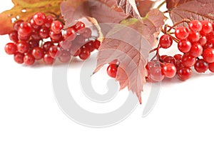 Arrowwood background