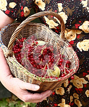 Arrowwood berries in the basket