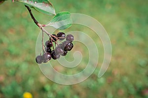 Arrowwood (Viburnum) black berrys  on green branch in a garden