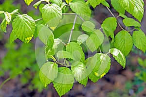 Arrowwood viburnum leaves