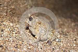 Arroyo Toad Anaxyrus californicus at night