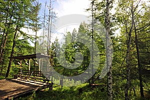 Arshaan forest in the morning