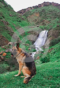 German Shepherd in the background of the waterfall. Arshin Waterfall in Georgia, on the way to Tbilisi. Georgian military road