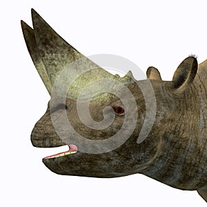 Arsinoitherium Mammal Head