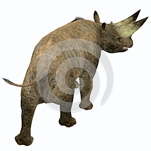 Arsinoitherium Mammal Tail photo