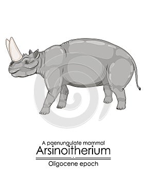 Arsinoitherium, a paenungulate mammal