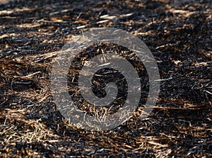 Arson dry grass
