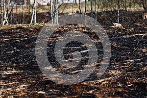 Arson dry grass, forest