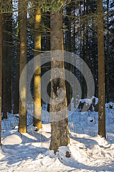 Flaming of resinous spruce bark. Frosty sunny winter day in the coniferous forest. photo