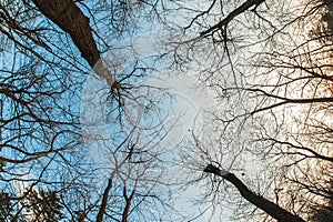 Art, abstract and artistic fisheye view. Forest and tree branch