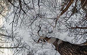 Art, abstract and artistic fisheye view. Forest and tree branch