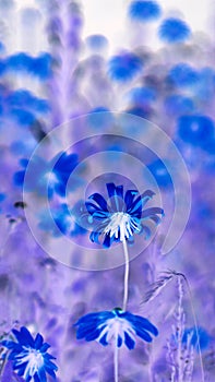 Art Abstract Blue and Purple Wildflowers