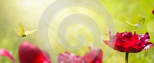 Art abstract blurred spring background or summer background with fresh tulips flowers and butterfly