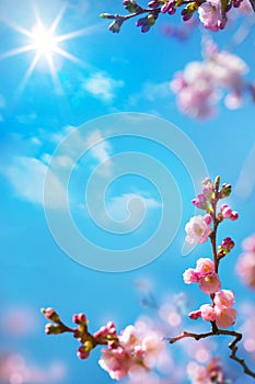 Art abstract floral spring background