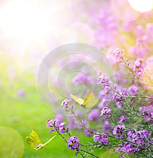 Art abstract spring Background; spring flower and butterfly