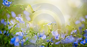 Art abstract spring background or summer background with fresh flowers